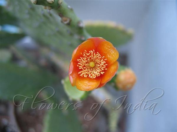 Woollyjoint Pricklypear